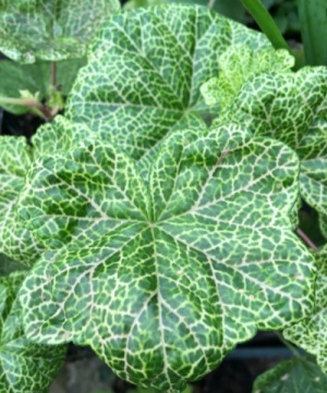 Pelargonium 'Crocodile'